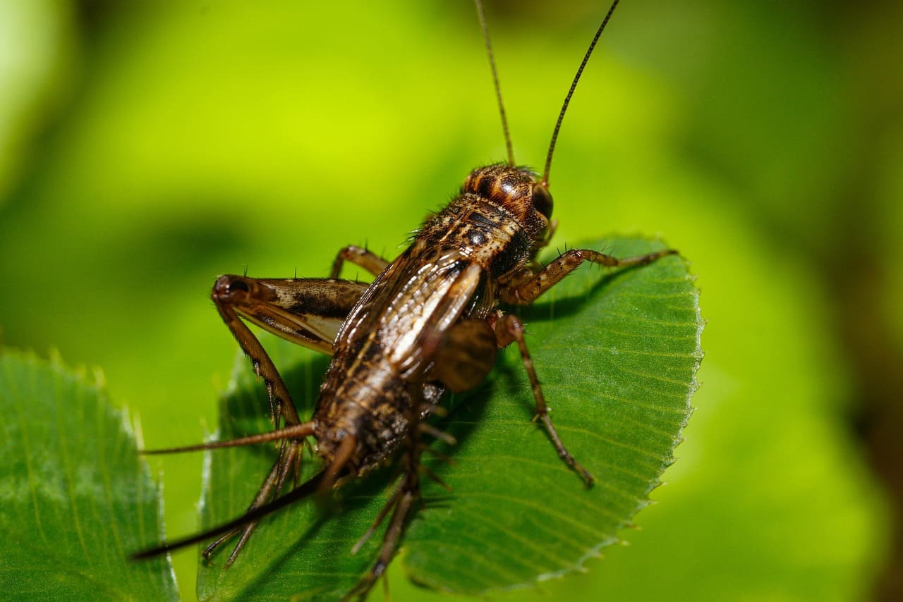 Grillo de Campo