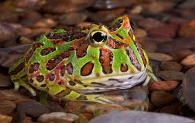 Ceratophrys de Tierra