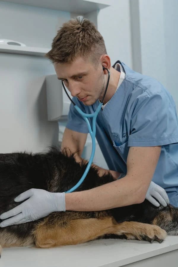 Veterinario Especializado