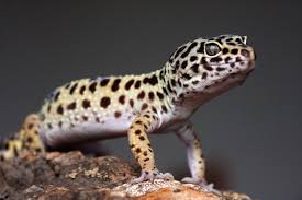 Gecko Leopardo