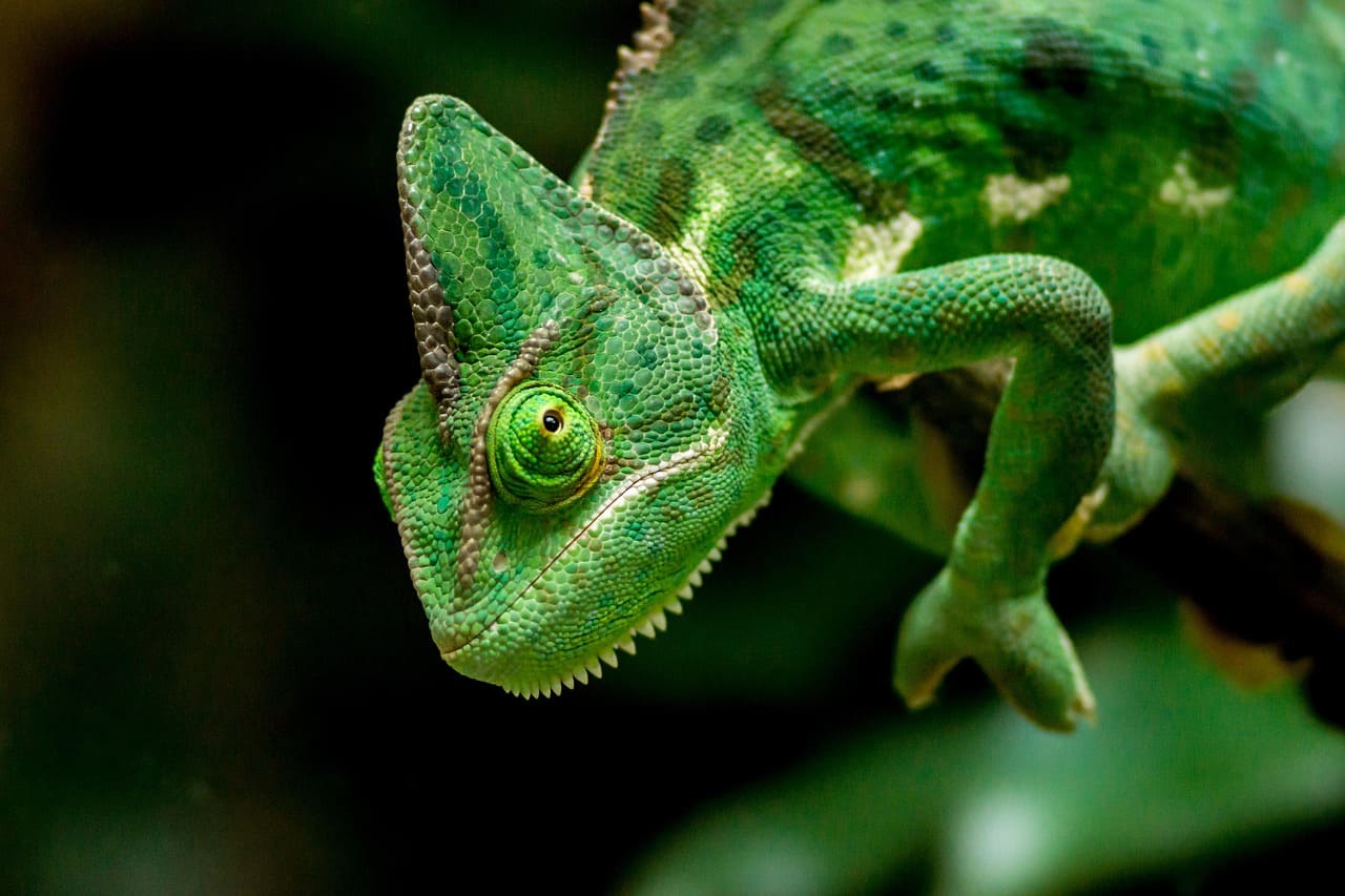 Reptiles