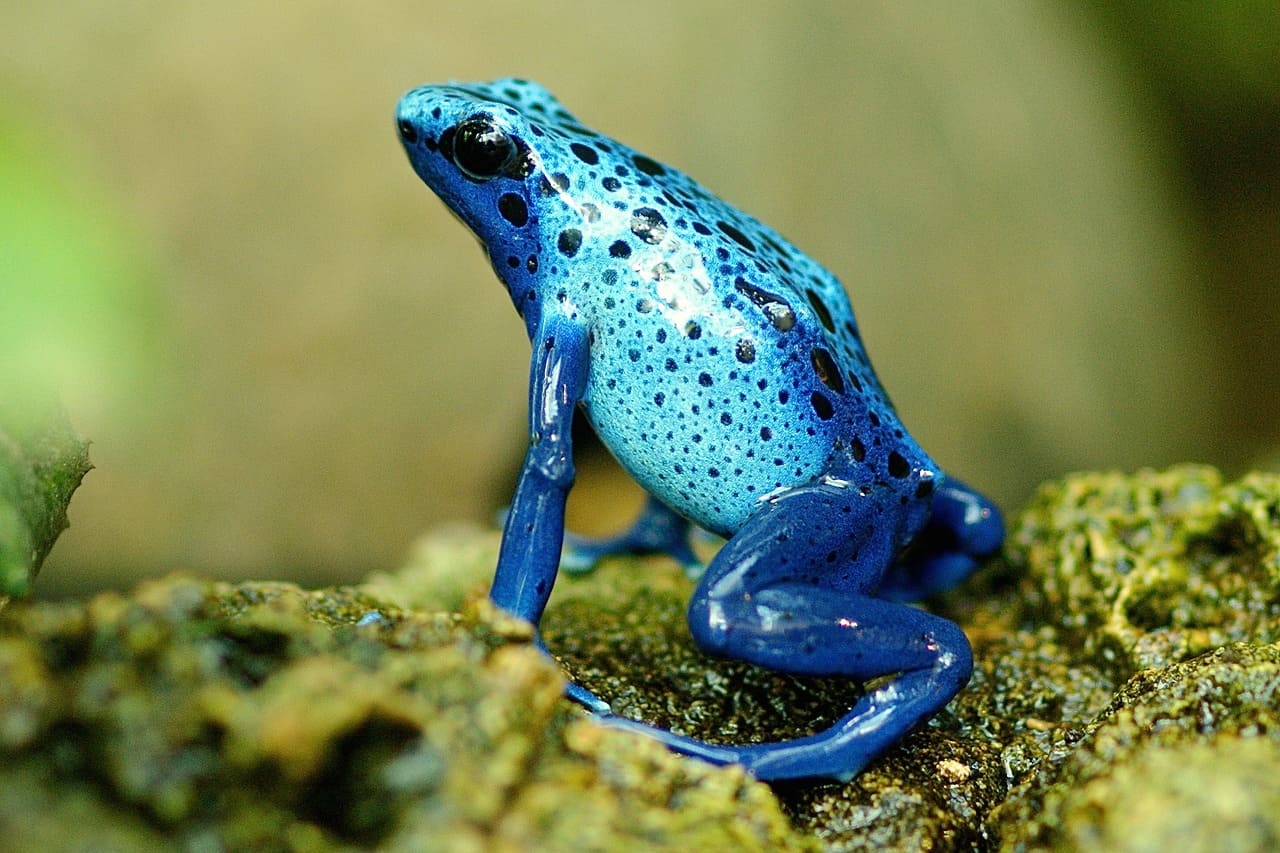 Anfibios