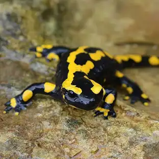 Salamandra Ibérica