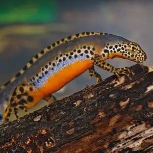 Triton albino
