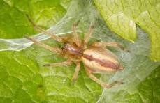 Araña Cazadora
