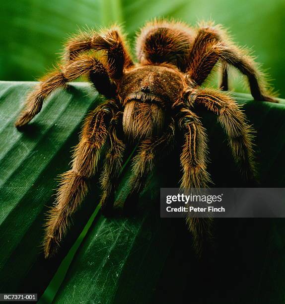 Tarántula Chilena