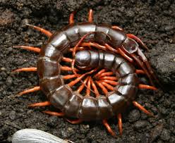 Ciempiés Gigante