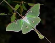 Polilla Luna
