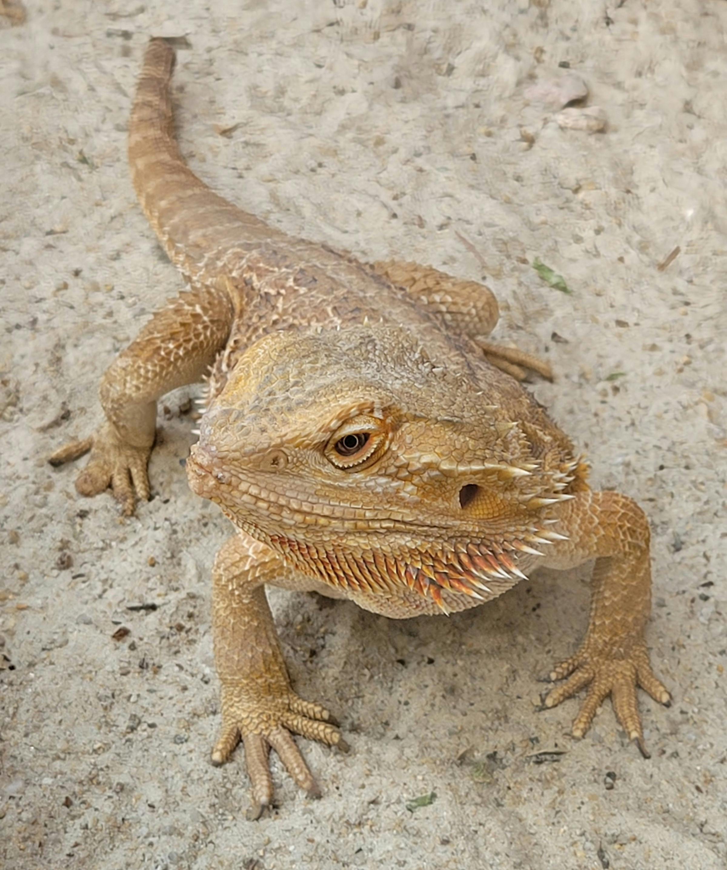 Pogona